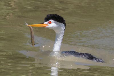 Clark's Grebe swims with fish.jpg