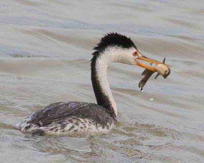 Clark's Grebe with catfish.jpg