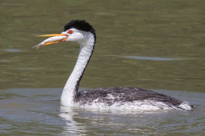 Clark's Grebe with fish.jpg