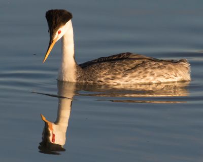 Clark's Grebe looks at reflection.jpg