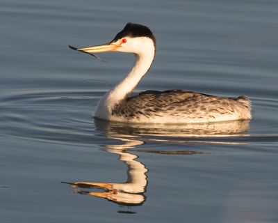 Clark's Grebe holds stick with reflection.jpg