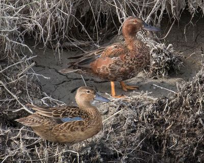 Cinnamon Teal pair.jpg