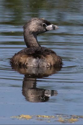 Pied-billed Grebe adult with reflection.jpg