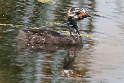 Pied-billed Grebe baby.jpg