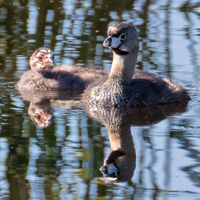Pied-billed Grebe with baby.jpg
