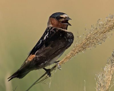Cliff Swallow sings.jpg
