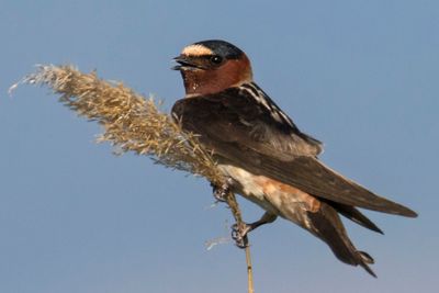 Cliff Swallow, blue sky.jpg