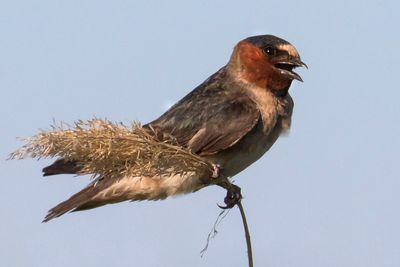 Cliff Swallow3.jpg