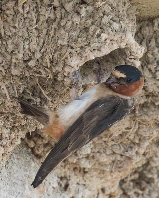 Cliff Swallow at nest.jpg