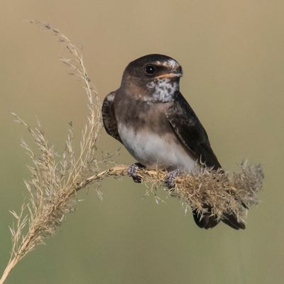Cliff Swallow fledgling2.jpg