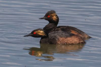 Eared Grebe pair together.jpg
