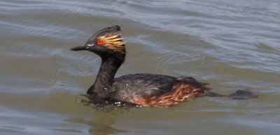 Eared Grebe swimming.jpg