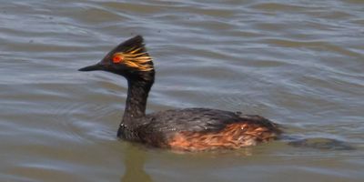 Eared Grebe swimming 2.jpg