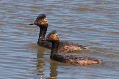 Eared Grebe pair.jpg