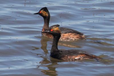 Eared Grebe pair, one turns.jpg