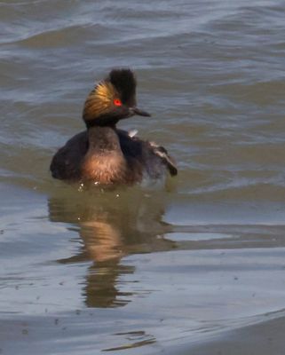 Eared Grebe turns head.jpg