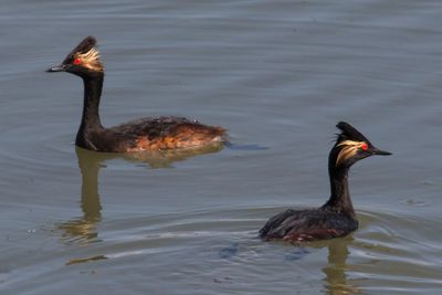 Eared Grebes, two.jpg
