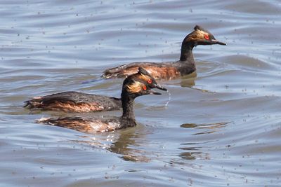 Eared Grebe trio.jpg