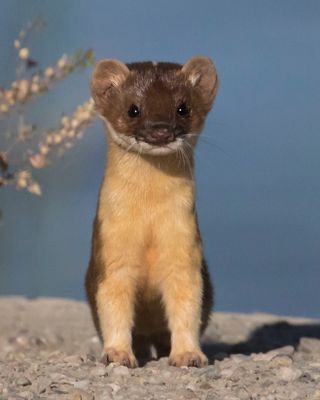 Long-tailed Weasel.jpg