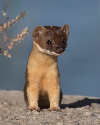 Long-tailed Weasel2.jpg