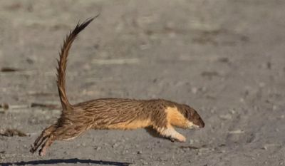 Long-tailed Weasel running across road.jpg