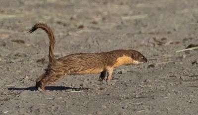 Long-tailed Weasel starts running across road.jpg