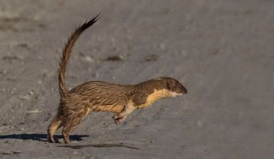 Long-tailed Weasel running3.jpg