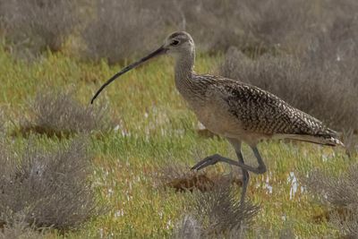 Long-billed Curew walks in field.jpg