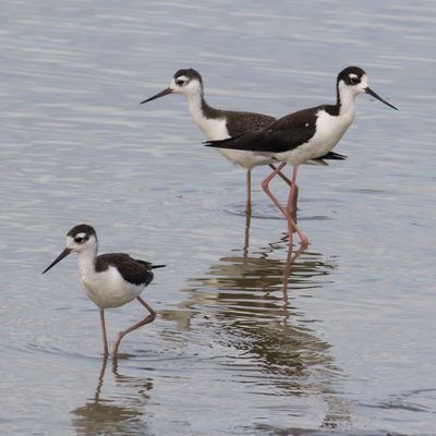 Stilt adult with 2 juveniles.jpg