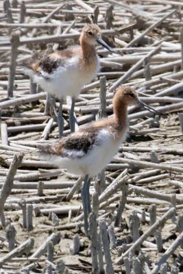 Avocet babies, 2, posing.jpg