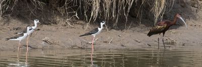 Stilt calls,2 juveniles, glossy ibis pose.jpg
