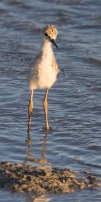 Stilt baby poses.jpg