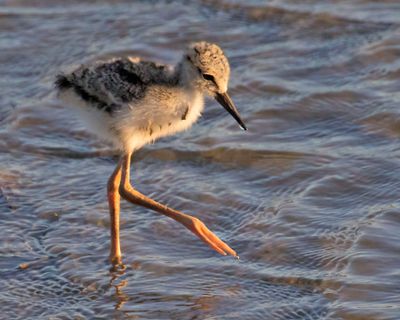 Stilt baby walking in water.jpg