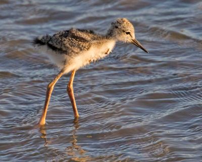 Stilt baby walks in water2.jpg