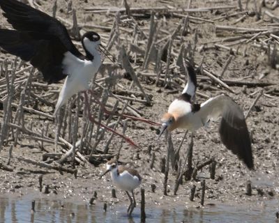 Stilt about to attack Avocet chasing its baby.jpg