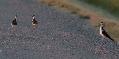Stilt babies on road as parent guards.jpg