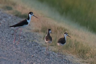 Stilt dad watches 2 babies on side of road.jpg