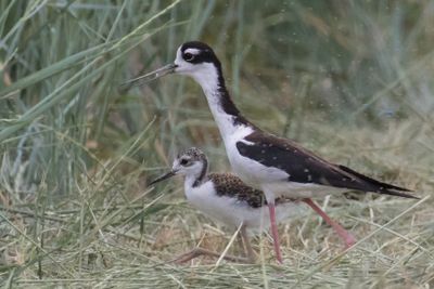 Stilt walkd in grass with baby and flies.jpg