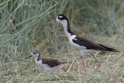 Stilt walks in grass with baby and flies2.jpg