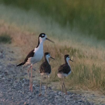 Stilt dad calls and watches over babies5.jpg