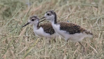 Stilt baby pair walk in grass.jpg