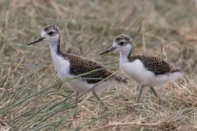 Stilt babies walk in grass2.jpg