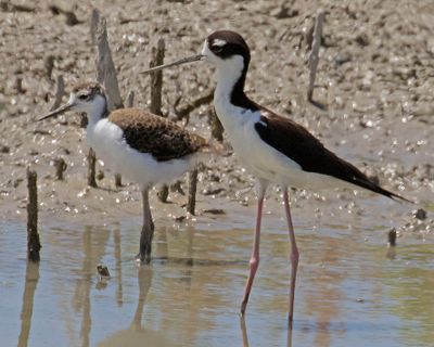 Stilt stays near baby.jpg