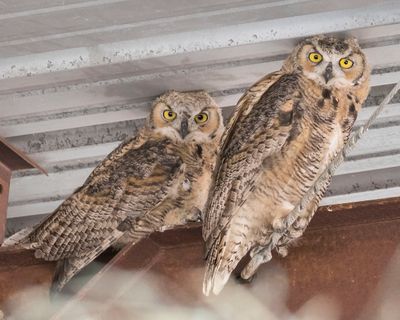 GHO fledglings stare from rafters.jpg