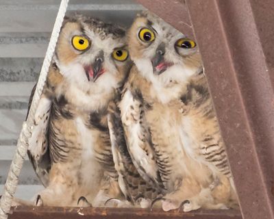 GHOwlets in the barn.jpg