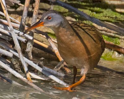 Virginia Rail.jpg