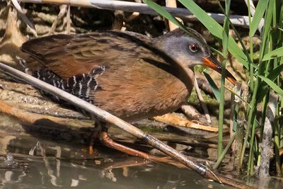 Virginia Rail2.jpg