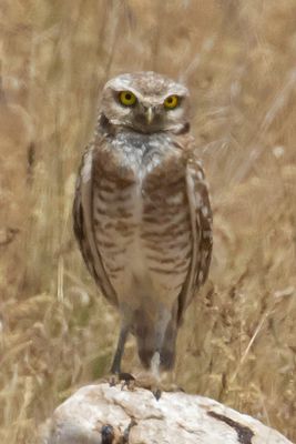 Burrowing Owl on rock.jpg