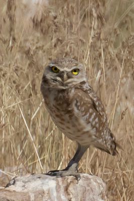 Burrowing Owl on rock2.jpg