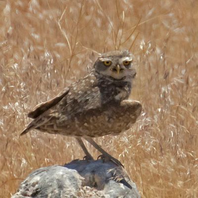 Burrowing Owl stands on rock.jpg